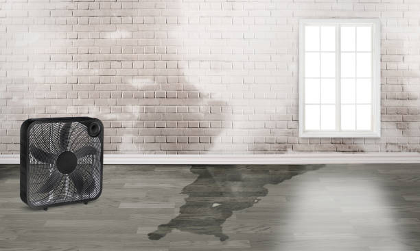 Best Flood restoration services  in Cave City, KY